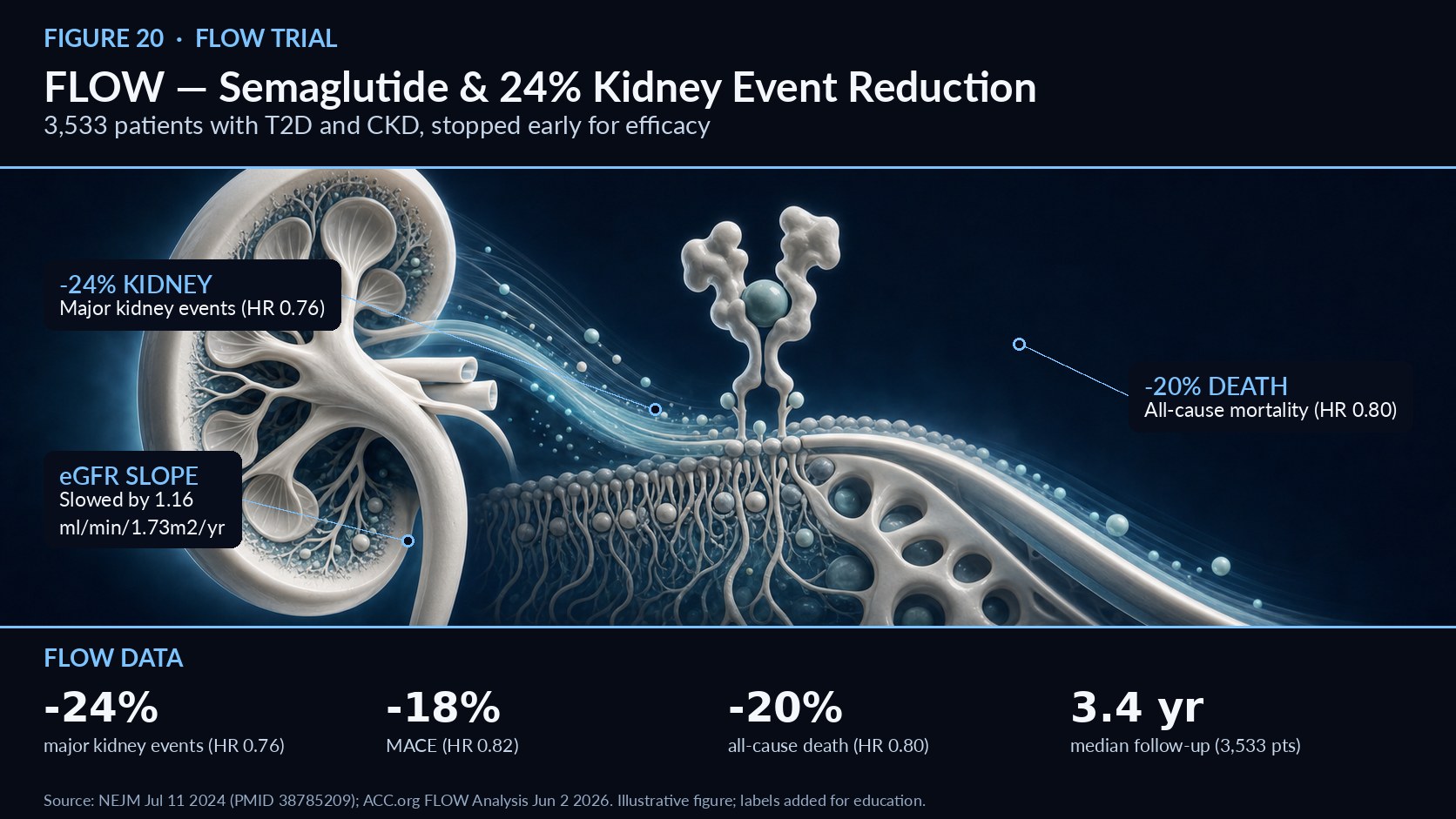 NEWSLETTER 20 FLOW Trial: Semaglutide and 24% Fewer Kidney Events The first dedicated GLP-1 kidney-outcomes trial in type 2 diabetes and CKD   Figure 20. FLOW Trial: Semaglutide and 24% Fewer Kidney Events — mechanism overview (illustrative; labels added for education). FLOW (NCT03819153) was the first large trial designed specifically to test a GLP-1 agonist for kidney outcomes. It randomised 3,533 patients with type 2 diabetes and CKD—1,767 to weekly semaglutide 1.0 mg and 1,766 to placebo—with a median follow-up of 3.4 years, and was stopped early for efficacy; results were published in the New England Journal of Medicine on July 11, 2024.1 The primary result was decisive. The major-kidney-event outcome occurred in 331 versus 410 first events, a 24% relative reduction (HR 0.76, 95% CI 0.66–0.88; P = 0.0003).1 Semaglutide also slowed the mean annual eGFR slope by 1.16 mL/min/1.73 m² (P < 0.001), a clinically meaningful preservation of filtration over time.1 Cardiovascular and mortality benefits accompanied the renal effect: semaglutide reduced MACE by 18% (HR 0.82) and all-cause death by 20% (HR 0.80), with cardiovascular-cause death reduced (HR 0.71, 95% CI 0.56–0.89).1 Serious adverse events were fewer with semaglutide than placebo (49.6% vs 53.8%), reinforcing a favourable benefit-risk profile.1 A June 2026 JACC subgroup analysis confirmed the durability of these findings across cardiovascular phenotypes. The 24% kidney and 20% mortality benefits were consistent with and without ASCVD (HR 0.80 vs 0.74), heart failure (HR 0.67 vs 0.79), and high cardiovascular risk (HR 0.73 in both).2 FLOW’s early termination for efficacy is itself telling: an independent monitoring board judged the kidney benefit so clear that continuing patients on placebo was no longer justified.1 Because it was the first trial powered specifically for kidney outcomes with a GLP-1 agonist, FLOW converted a promising secondary signal into a primary, hard endpoint—slowing eGFR decline and cutting kidney events, cardiovascular death, and all-cause mortality simultaneously, all with fewer serious adverse events than placebo.1 The efficiency of treatment is striking. Numbers needed to treat over three years to prevent one primary kidney outcome were 22 in patients with ASCVD, 13 in those with heart failure, and 17 in the high-risk group.2 These low NNTs, together with the guideline’s recommendation to add GLP-1 therapy for persistent albuminuria, make semaglutide a compelling option for the many CKM patients whose kidneys are already under threat.5 References 1. Effects of Semaglutide on CKD in Type 2 Diabetes (FLOW), NEJM, July 11, 2024 (PMID 38785209). https://pubmed.ncbi.nlm.nih.gov/38785209/ 2. FLOW Analysis: Semaglutide Delivers Consistent Kidney Benefits (JACC subgroup), ACC.org, June 2, 2026. https://www.acc.org/Latest-in-Cardiology/Journal-Scans/2026/06/02/15/27/FLOW-Analysis 3. Evaluate Renal Function With Semaglutide Once Weekly — FLOW, ACC.org Clinical Trials, 2024. https://www.acc.org/latest-in-cardiology/clinical-trials/2024/05/29/17/23/flow 4. Semaglutide Reduced Risk for Major Kidney Disease Events by 24%, ADA Newsroom, June 2024. https://diabetes.org/newsroom/press-releases/semaglutide-reduced-risk-major-kidney-disease-events-24-patients-type-2 5. 2026 CKM Guideline — Top Things to Know, professional.heart.org, June 9, 2026. https://professional.heart.org/en/science-news/2026-guideline-for-the-prevention-detection-evaluation-and-management-of-ckm-syndrome/top-things-to-know 6. Beyond weight loss: multisystem benefits of obesity medications, Lancet Diabetes Endocrinol, May 28, 2026 (PMID 42208956). https://pubmed.ncbi.nlm.nih.gov/42208956/